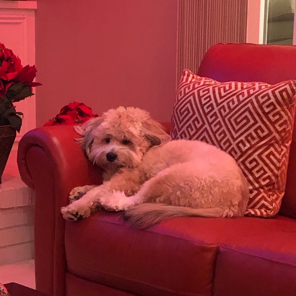 Meet your Posher, Ven - Picture 1 of 1